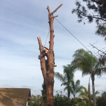 Green Care Companies - Tree Services Near Me Green Care Companies - Tree Services Near Me