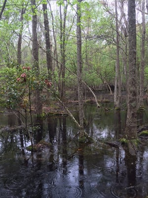 Carolina Beach State Park by null