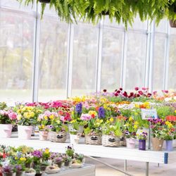 Riverside Greenhouse - Flowers
