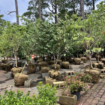 Pender Pines Garden Center - Trees - Nurseries & Gardening Near Me - Hampstead, North Carolina Pender Pines Garden Center - Trees - Nurseries & Gardening Near Me - Hampstead, North Carolina