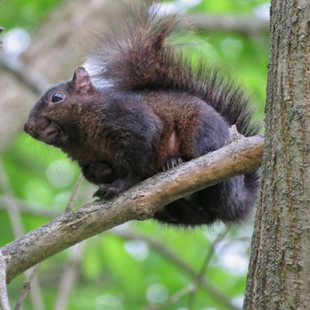 Frick Park - Parks Near Me - Pittsburgh, Pennsylvania Frick Park - Parks Near Me - Pittsburgh, Pennsylvania