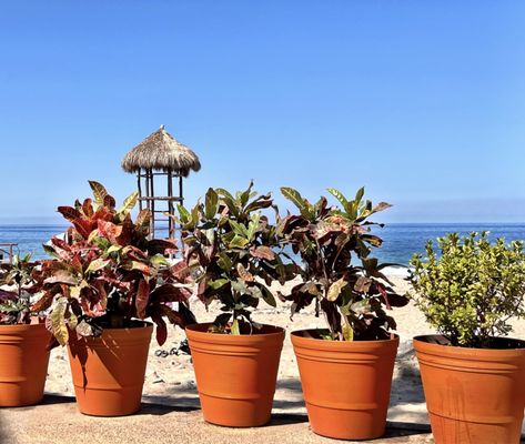 Daiquiri Dick's by null