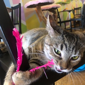 The Cat Cafe - Attack! - Coffee & Tea Near Me - San Diego, California The Cat Cafe - Attack! - Coffee & Tea Near Me - San Diego, California