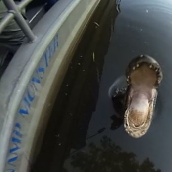 Ultimate Swamp Adventures - Tours Near Me - Westwego, Louisiana Ultimate Swamp Adventures - Tours Near Me - Westwego, Louisiana