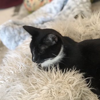 KitTea - Pet Adoption Near Me - San Francisco, California