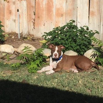 Ozzies Pound Puppies - Enjoying the warm rays. - Pet Adoption Near Me Ozzies Pound Puppies - Enjoying the warm rays. - Pet Adoption Near Me