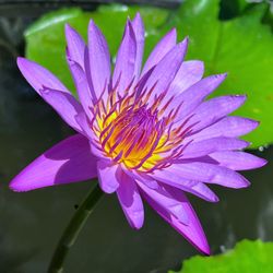 Kuan Yin Temple - Happy Aloha Friday (6.2.2023)