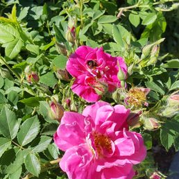 Alittle picture of the flower garden with a few bees on them
