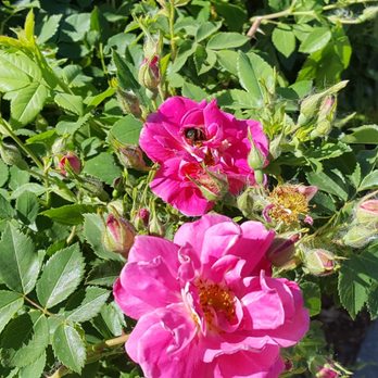 Dakota Zoo - Alittle picture of the flower garden with a few bees on them - Zoos Near Me - Bismarck, North Dakota