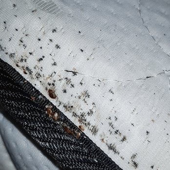 Tulsa Termite Masters - Bed bugs - Pest Control Near Me - Tulsa, Oklahoma Tulsa Termite Masters - Bed bugs - Pest Control Near Me - Tulsa, Oklahoma