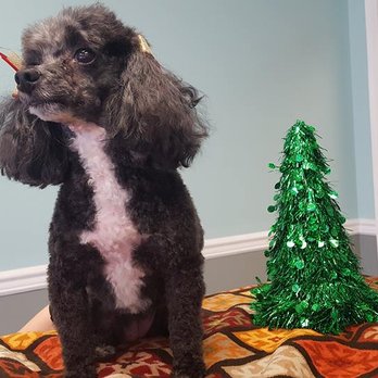 Odenton Veterinary Hospital - Our furry friends love getting groomed. - Veterinarians Near Me - Odenton, Maryland Odenton Veterinary Hospital - Our furry friends love getting groomed. - Veterinarians Near Me - Odenton, Maryland