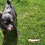 Photo of Busy Paws Pet Sitting