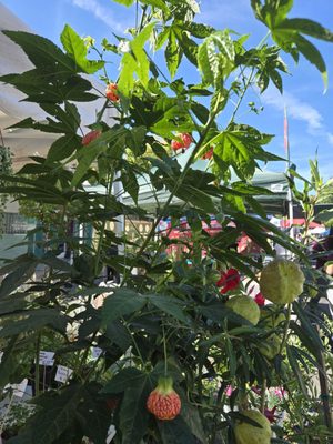 Montrose Farmers Market by null