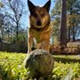 Photo of Texas Claws & Paws
