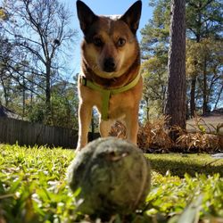 Texas Claws & Paws - Jumbuck!
