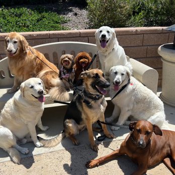 Bark Collective - Dog Walkers Near Me - Costa Mesa, California