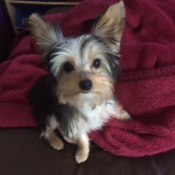 Hollywoof - Pet Groomers Near Me - Vaughan, Ontario Hollywoof - Pet Groomers Near Me - Vaughan, Ontario