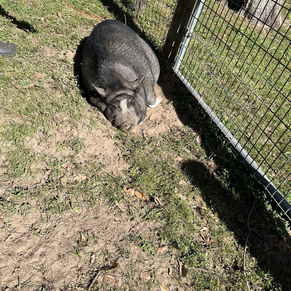 Travelers Campground - Pig that looks miserable - Campgrounds Near Me - Alachua, Florida Travelers Campground - Pig that looks miserable - Campgrounds Near Me - Alachua, Florida