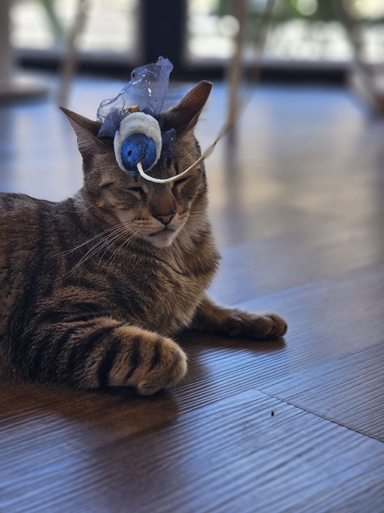 Frisky Business Palm Springs Cat Cafe