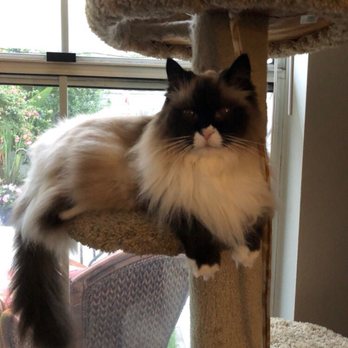 The Pet Sitter - Pet Sitting Near Me The Pet Sitter - Pet Sitting Near Me