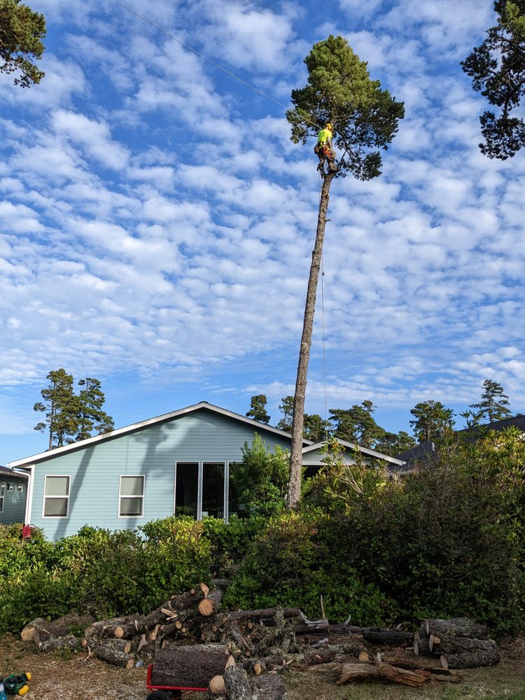 A&J Lawn And Tree Service - tree service in Salem, OR