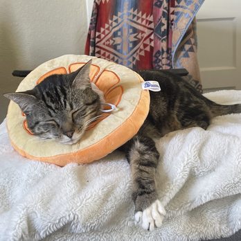 Tanasbourne Veterinary Emergency - Veterinarians Near Me - Beaverton, Oregon