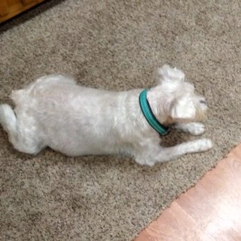 Furry Friends - Pet Groomers Near Me - Whiteland, Indiana Furry Friends - Pet Groomers Near Me - Whiteland, Indiana
