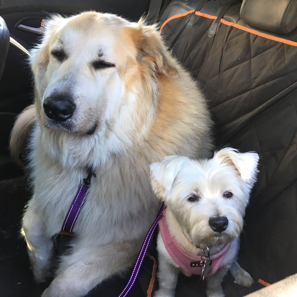 Golden Dog - Dog Walkers Near Me Golden Dog - Dog Walkers Near Me