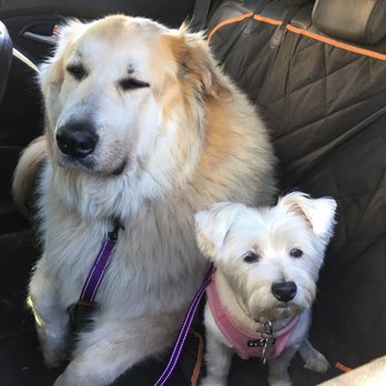 Golden Dog - Dog Walkers Near Me Golden Dog - Dog Walkers Near Me