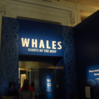 Field Museum - last picture I was technically allowed to take - Museums Near Me - Chicago, Illinois Field Museum - last picture I was technically allowed to take - Museums Near Me - Chicago, Illinois