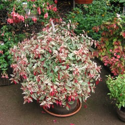 Botanischer Garten Hamborn