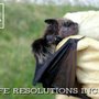 Photo of Wildlife Resolutions