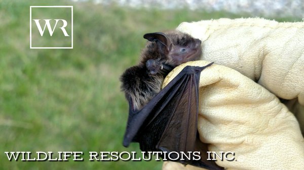 Wildlife Resolutions