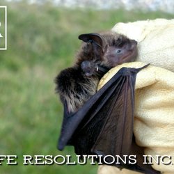 Wildlife Resolutions - Northern long eared bat taken from an entry-way and released away from people