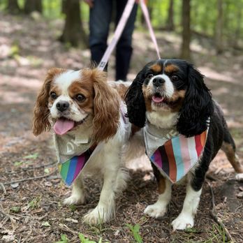 Who's your Doggy - Splootie (tricolor) after being groomed - Pet Stores Near Me - Brooklyn, New York Who's your Doggy - Splootie (tricolor) after being groomed - Pet Stores Near Me - Brooklyn, New York