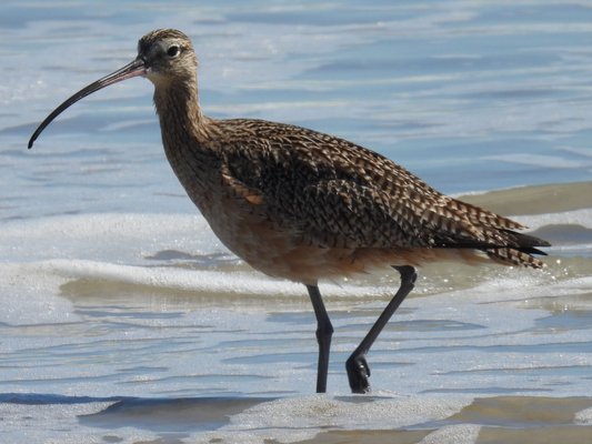 Padre Island National Seashore - Malaquite Visitor Center by null