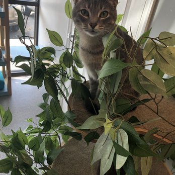 Naughty Cat Cafe - Coffee & Tea Near Me - Chattanooga, Tennessee Naughty Cat Cafe - Coffee & Tea Near Me - Chattanooga, Tennessee