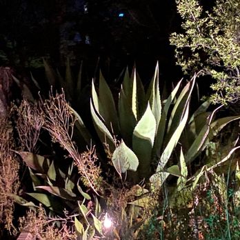 JC Raulston Arboretum - Love how the light and shadows add dimension to the plants at night - Botanical Gardens Near Me - Raleigh, North Carolina JC Raulston Arboretum - Love how the light and shadows add dimension to the plants at night - Botanical Gardens Near Me - Raleigh, North Carolina