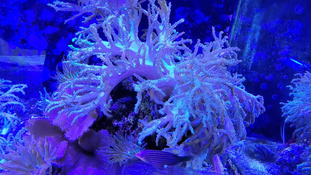 NEMO & FRIENDS AQUARIUMS Updated September 2024 20 Photos 6110