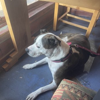 Rocking V Cafe - Pup enjoying the view! - New American Near Me - Kanab, Utah Rocking V Cafe - Pup enjoying the view! - New American Near Me - Kanab, Utah