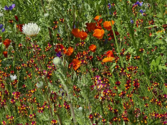 Royal Botanic Garden Edinburgh by null