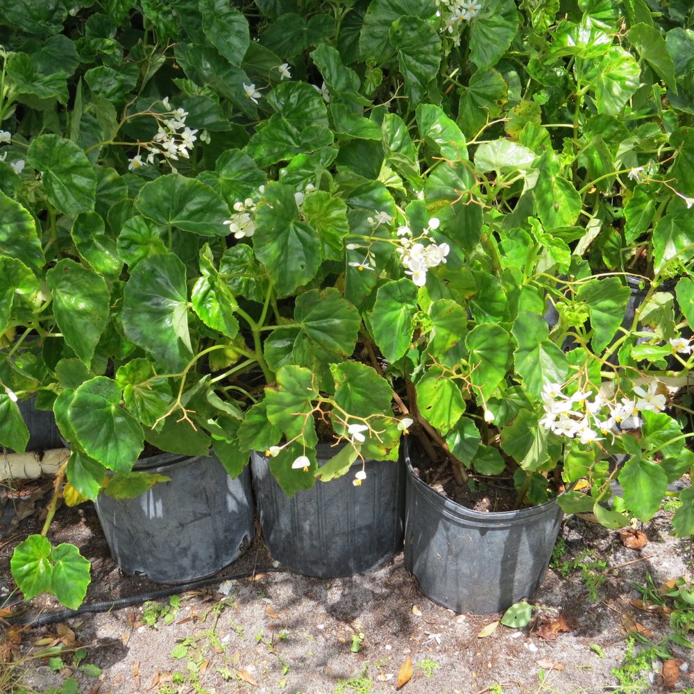 Southeast Florida Garden Evolvement: February Update on the Leap Day, image size:1000x1000