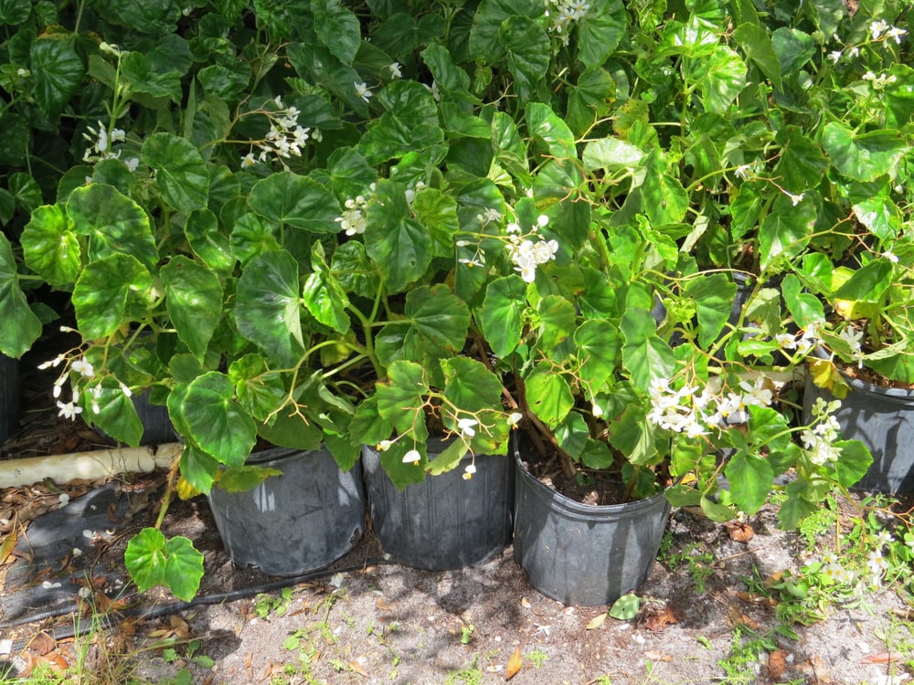 M&L NURSERY Updated August 2024 10 Photos 2943 B Rd, Loxahatchee