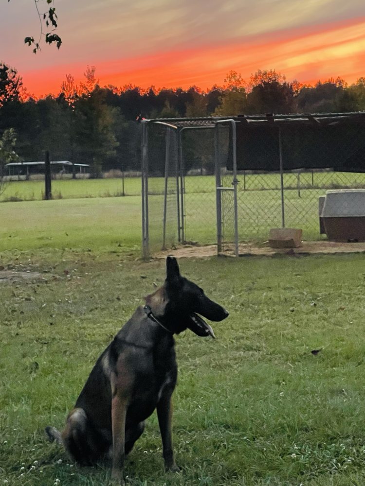 SWAN KENNELS & TRAINING CENTER Updated October 2024 10 Reviews