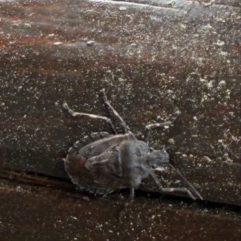 Jackson Mountain Rentals - Giant stink bug - Vacation Rentals Near Me - Gatlinburg, Tennessee
