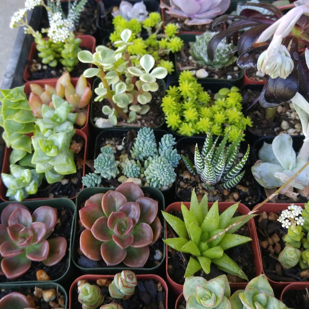 Rojas Succulents and Cacti - So many varieties, its truly hard to pick! - Nurseries & Gardening Near Me - Fallbrook, California