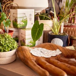 Cloud-Hidden Plants - Cloud-Hidden Plants Store Counter
