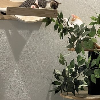 Kona Kat Cafe - Pet Adoption Near Me - Kailua-Kona, Hawaii