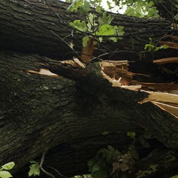 Michael's Tree Service - Tree Services Near Me - Central, South Carolina