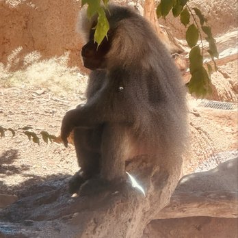 Honolulu Zoo - Baboon at the Honolulu Zoo. - Zoos Near Me - Honolulu, Hawaii Honolulu Zoo - Baboon at the Honolulu Zoo. - Zoos Near Me - Honolulu, Hawaii